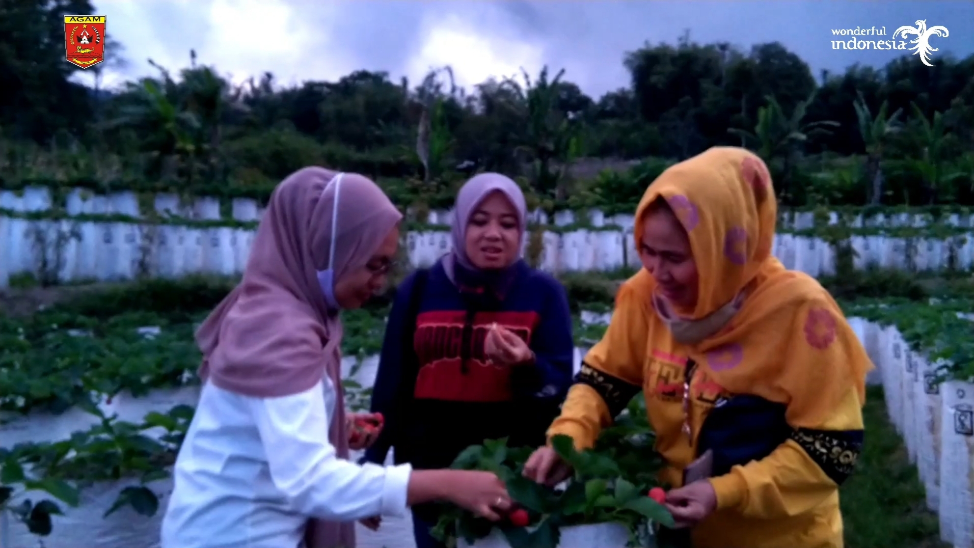 agrowisata-petik-strawberry-kini-hadir-di-kabupaten-agam.html